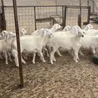 طليان حريه فاخره وفيها مشاريع