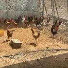 ديوك بلدي نظيفه