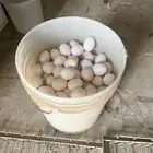 بيض دجاج بلدي فواتح