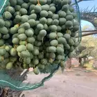 رطب للبيع برحي وسكري واخلاص