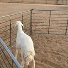حري ذبيحة