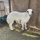 للبيع طلي ذبيح