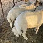 خرفان ذبايح