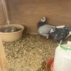 للبيع طبات واجوز زواجل سباق