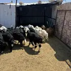 خرفان