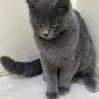 قط للتبني