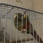 كنيور عمره اكثر من سنة