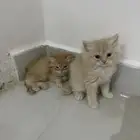 قطط لبيع طريف