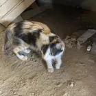 قطوه ام وبنته قطوه بيوات
