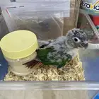 فروخ ببغاء الكنيور