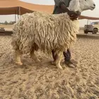 نعجه حايل