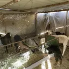 معزا دفيع وولد