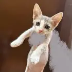 قطط صغير للتبني عمرهم شهرين