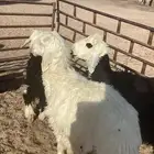 نجد مع نجدي عيسي هجين سواكن