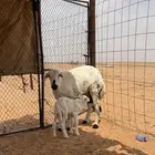 جذعه والد