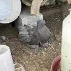 حمام امريكي ازواج رقاص محايل