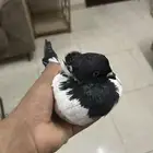حمام سوداني