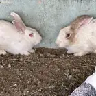 أرانب ذكور. فحول