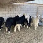 يوجد ذبائح نجد