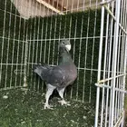 حمام بيوتي هومر