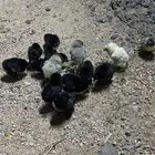صوص براهما
