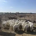 سلام عليكم ورحمة الله وبركاته  بهم عدد 35 بهم طيب وشحم