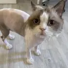 قط ذكر