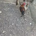 دجاج بلدي مع كم ديك