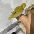 فرخ كناري و اليف و هدد تخلي و اقبل البدل