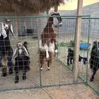 عنز ثنيه حلييب