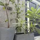 احواض وأشجار