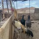 دجاج باكستاني