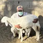 ثلاث خرفان حري العمر مابين 3 إلى 5 شهور على السوم