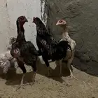 دجاج مخلوط دجاجتين وديك للبيع على سوم