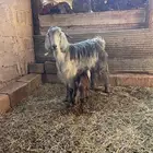 عنز معه تيس رباعيه