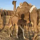 خلفه مصغر منيحه رقم واحد تحتها قعود طيب الحد9800