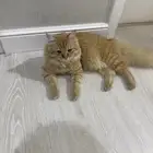 ابها المحاله