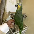 ببغاء أمزون أليف جد ا و صحه و نظافه ما شاء الله الطير جاهز