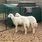 رخال حريات فاخره