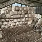 سطول بويه