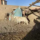 طلي فحل مشروط سنه سديس