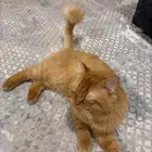 قط ذكر شيرازي (تزاوج)