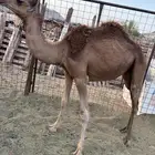 بكره للبيع