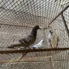 حمام بكستاني