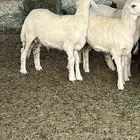 طليان ذبايح حريات او نعيم للبيع
