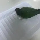 طير منثور