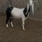 عنز مشروكه