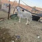 حرشاء حايل شحم