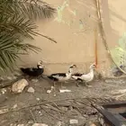 للبيع بط مصري