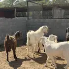 مراح معزا جم